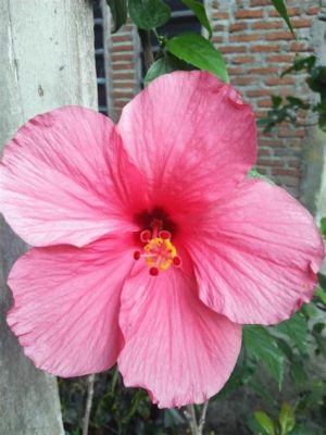  The Enchanted Hibiscus: A Malaysian Folk Tale Whispering Secrets of Nature and Transformation