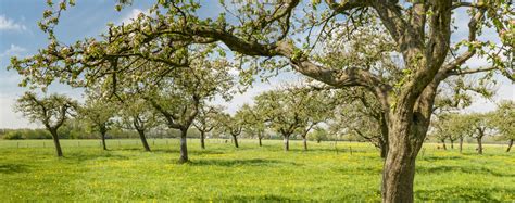  Johnny Appleseed ve Amerikalı Mitolojiye Katkıları: Bir Tohumdan Gelen Yolculuk!